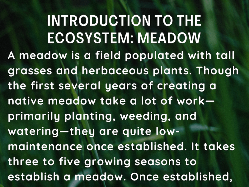 6th Grade Field Guides – Canva&nbsp;Collaboration